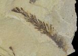 Metasequoia (Dawn Redwood) Fossils - Montana #85778-1